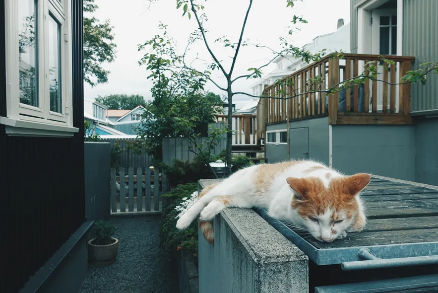 雷克雅未克市区内有很多猫咪